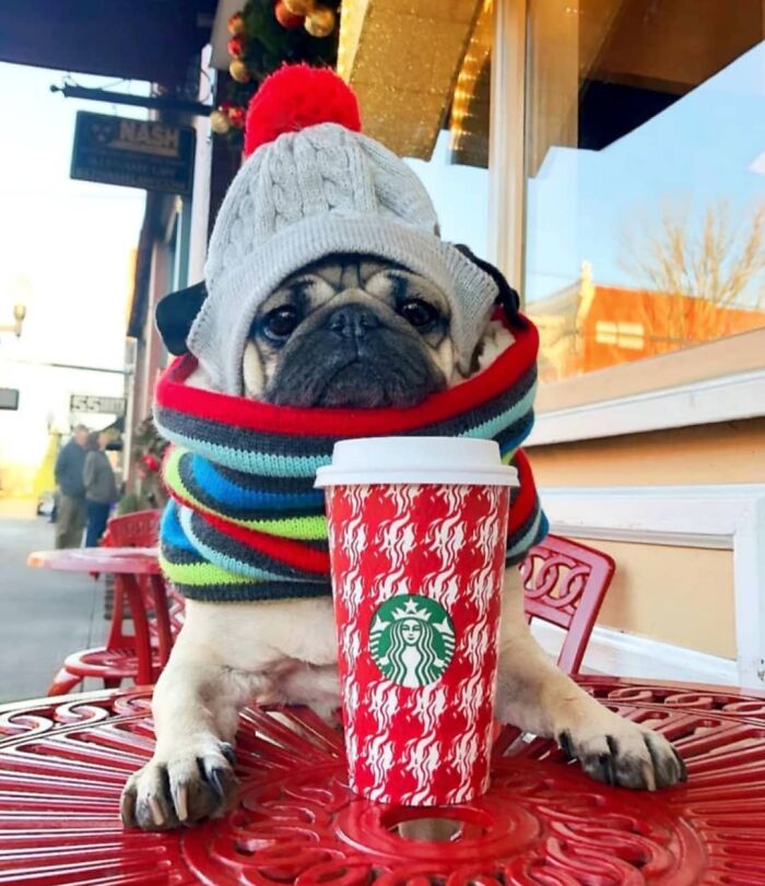 Pug wearing winter hat and scarf sitting at table with Starbucks cup