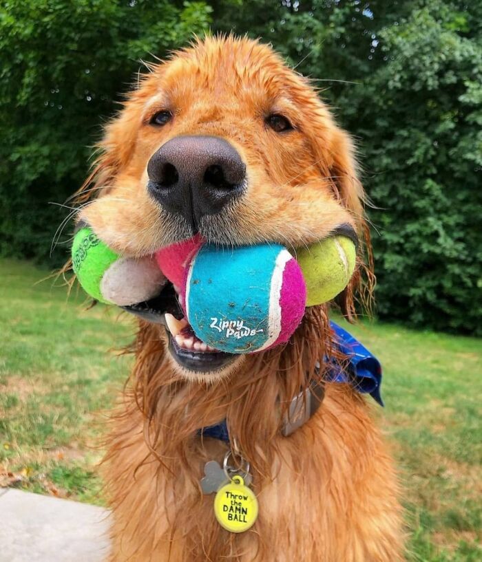 Golden retriever holding multiple colorful tennis balls in its mouth
