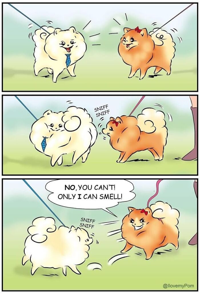 These Hilarious Comics Perfectly Capture What Life Is Like When You’re Obsessed With Pomeranians (40 New Comics)
