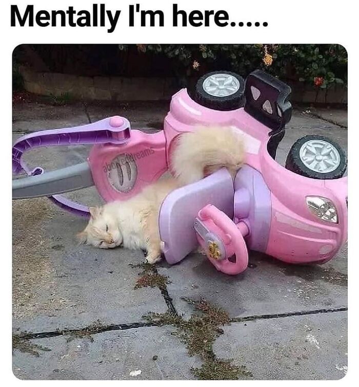 This Instagram Page With Millions Of Followers Shares Some Of The Most Relatable Cat Memes On The Internet (38 Pics)