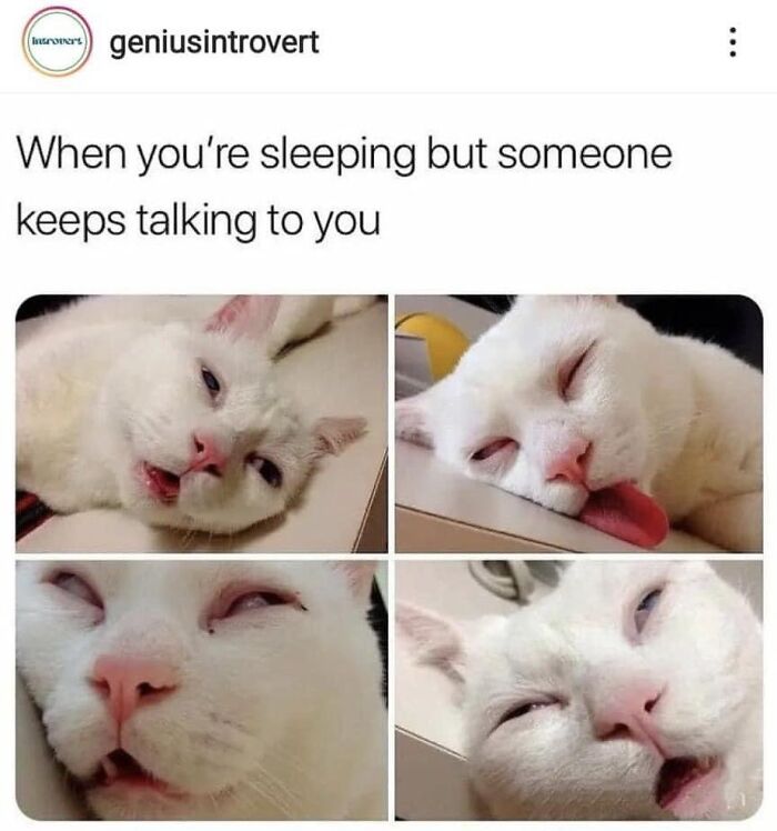 This Instagram Page With Millions Of Followers Shares Some Of The Most Relatable Cat Memes On The Internet (38 Pics)