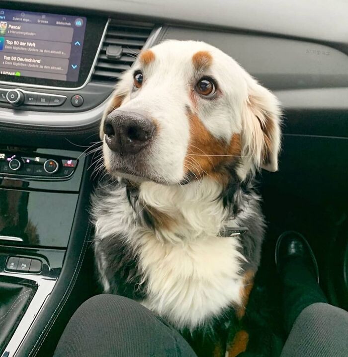 Cute puppy sitting inside a car looking up with big brown eyes