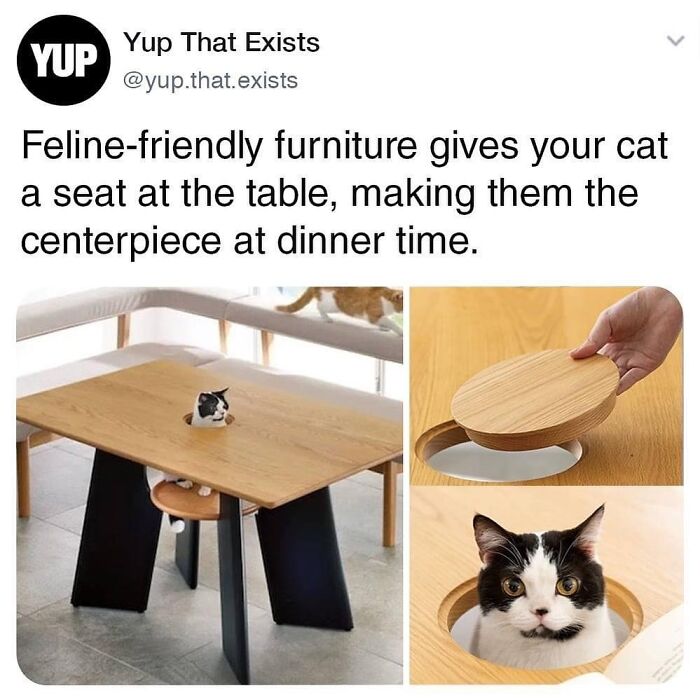 This Instagram Page With Millions Of Followers Shares Some Of The Most Relatable Cat Memes On The Internet (38 Pics)