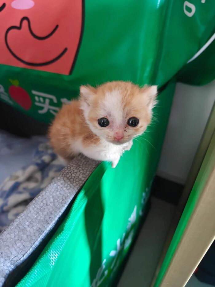 Funny pics with cats: A tiny, orange and white kitten with big eyes peering over the edge of a green shopping bag.