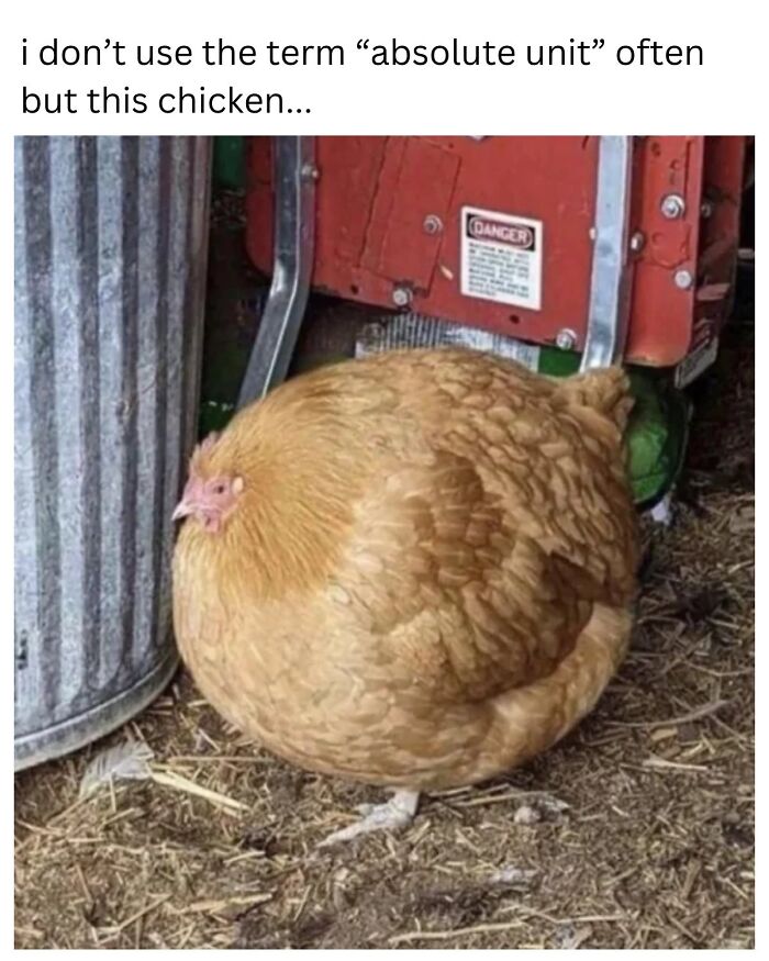 A very round, large chicken, funny memes about a cute animal content.