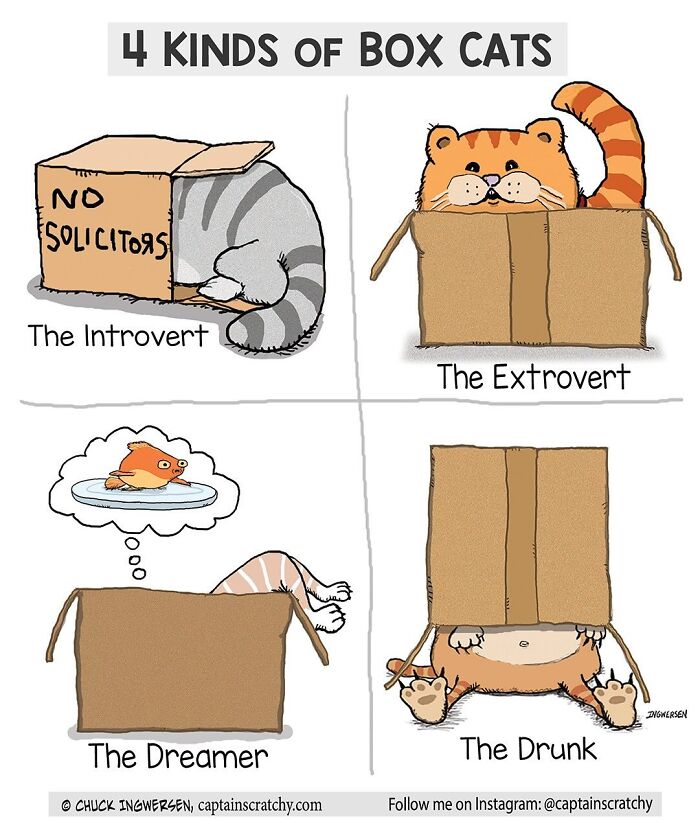 A comic by Captain Scratchy showing different box cats in funny situations: introvert, extrovert, dreamer, and drunk cats.