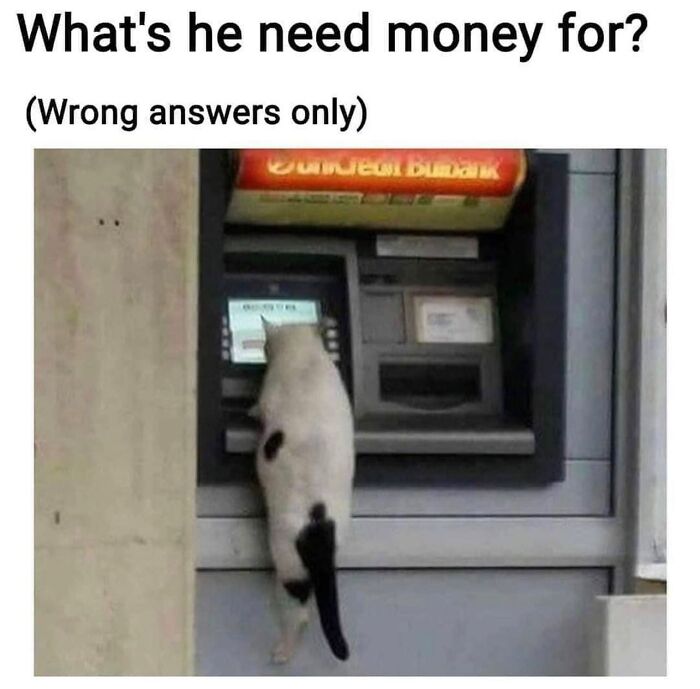 This Instagram Page With Millions Of Followers Shares Some Of The Most Relatable Cat Memes On The Internet (38 Pics)
