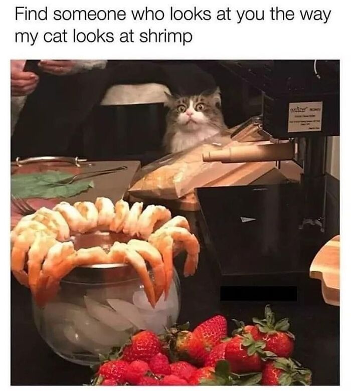 This Instagram Page With Millions Of Followers Shares Some Of The Most Relatable Cat Memes On The Internet (38 Pics)