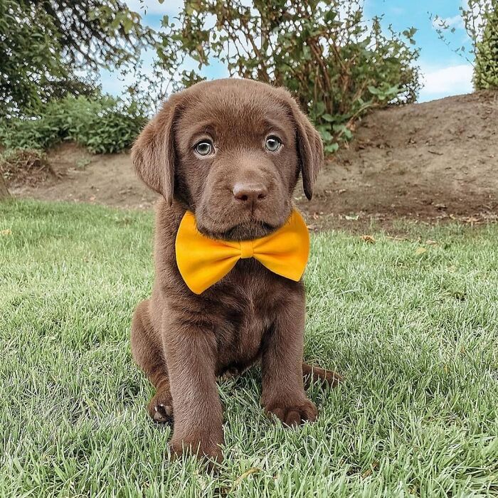 Chocolate labrador puppy wearing yellow bow tie on grass