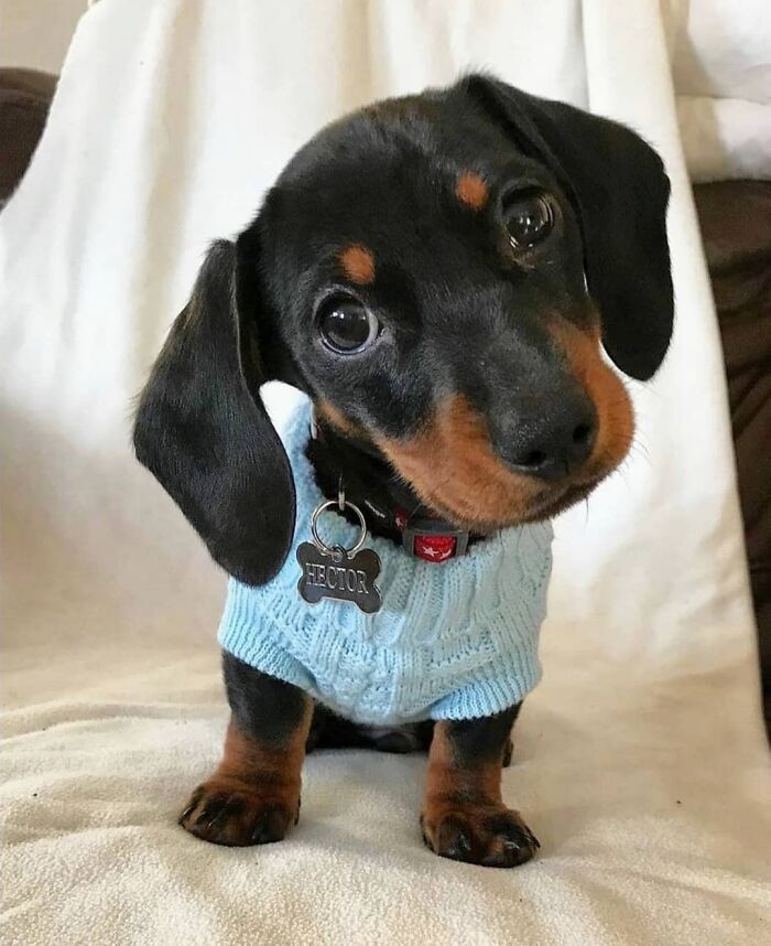 Cute dachshund puppy wearing blue sweater indoors