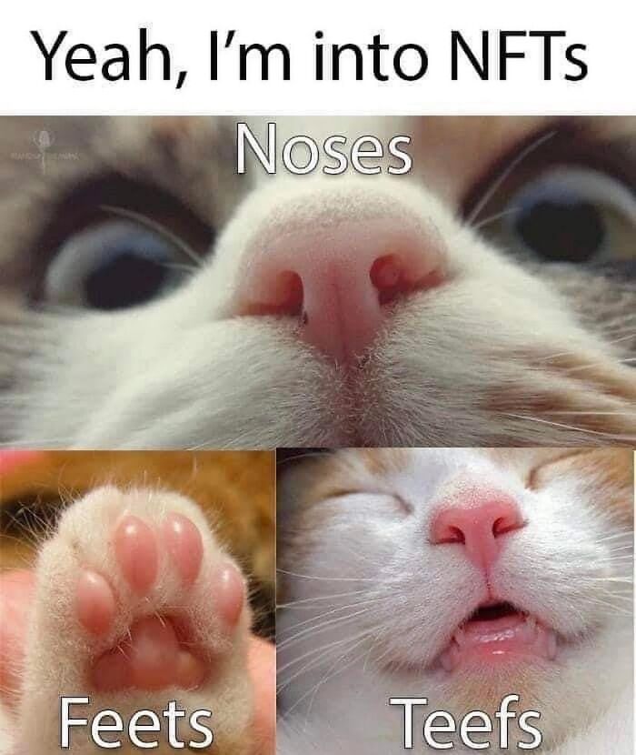 This Instagram Page With Millions Of Followers Shares Some Of The Most Relatable Cat Memes On The Internet (38 Pics)
