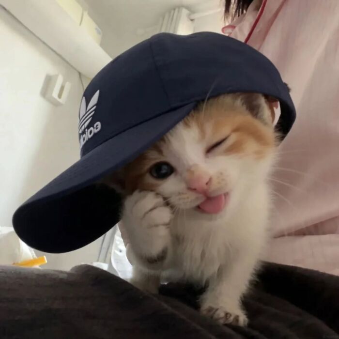 Funny pics with cats: An adorable kitten wearing a blue baseball cap, winking and sticking out its tongue mischievously.