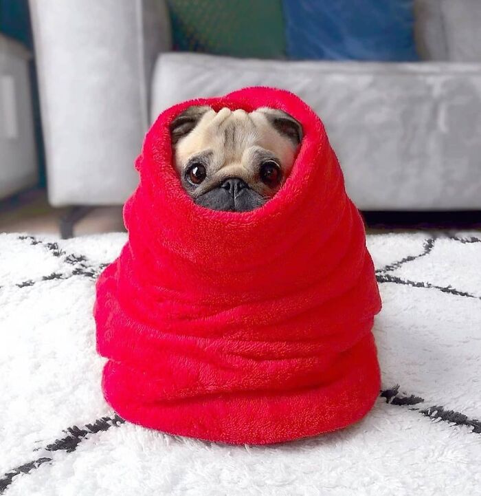 Pug puppy wrapped snugly in bright red blanket on carpet