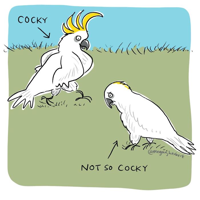 A funny comic shows two cockatoos, one labeled 'cocky' and the other 'not so cocky', making funny comics.