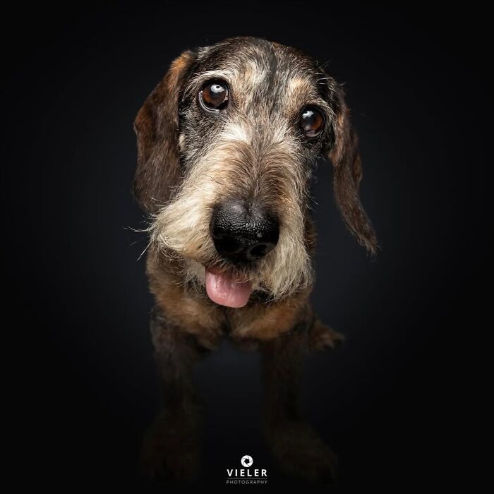 A senior dog with long, shaggy brown and white fur, big expressive eyes, and its tongue slightly out, captured by Christian Vieler.