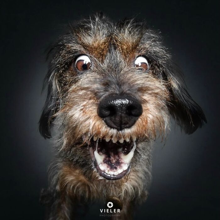 A surprised senior dog with wide eyes and an open mouth, a loyal companion in a Christian Vieler photo.
