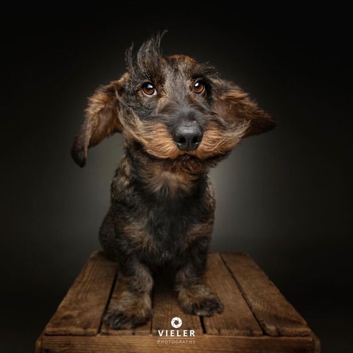 A charming senior dog with humorous, wind-blown fur, embodying love and loyalty by Christian Vieler.