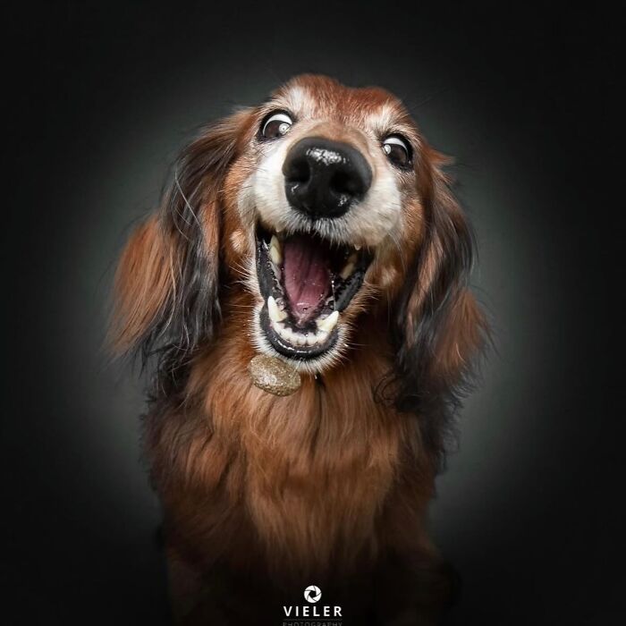 An expressive senior dog with an open mouth and wide eyes, reflecting loyalty in Christian Vieler's photo.