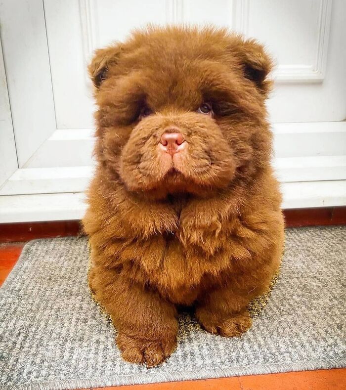 Fluffy brown Chow Chow puppy sitting on door mat