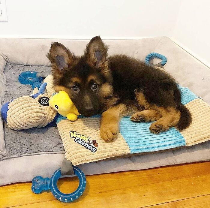 German shepherd puppy lying on dog bed with toys