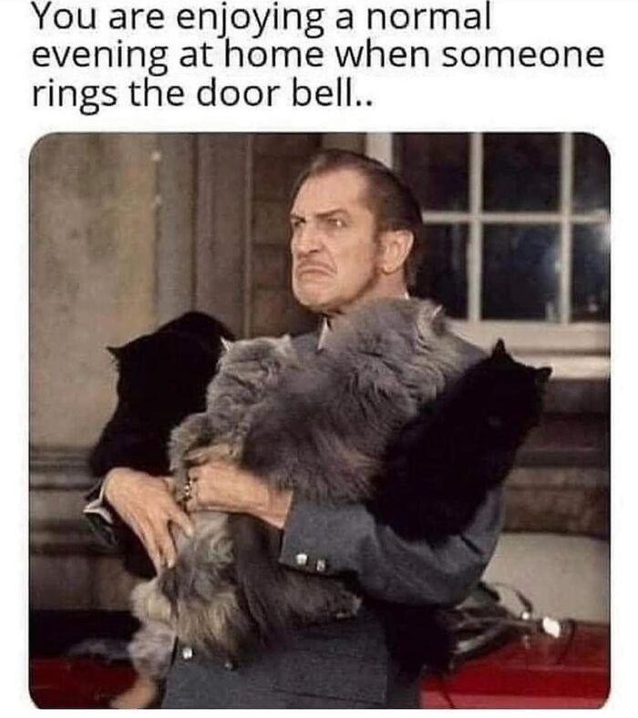 This Instagram Page With Millions Of Followers Shares Some Of The Most Relatable Cat Memes On The Internet (38 Pics)