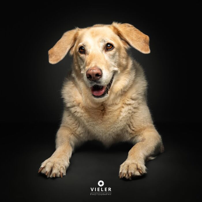 A friendly senior dog lying down, showcasing love and loyalty, in a photo by Christian Vieler.