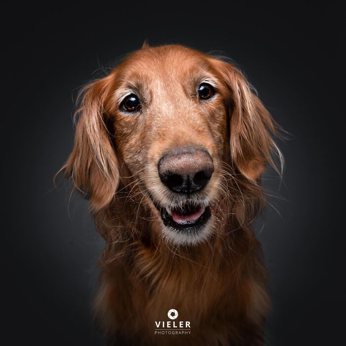 A happy senior dog, captured by Christian Vieler, with a warm, loyal expression on a dark background.