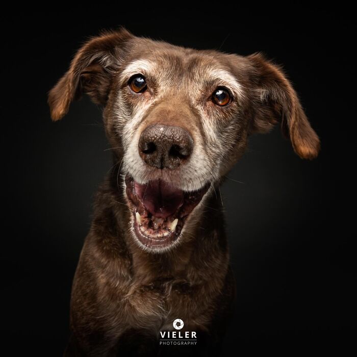 Christian Vieler captures a joyful portrait of a brown senior dog with an open mouth, celebrating love and loyalty.