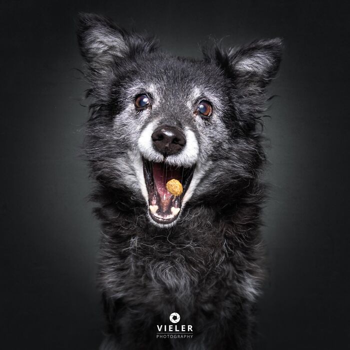 Christian Vieler captures an excited senior dog catching a treat, celebrating love and loyalty.