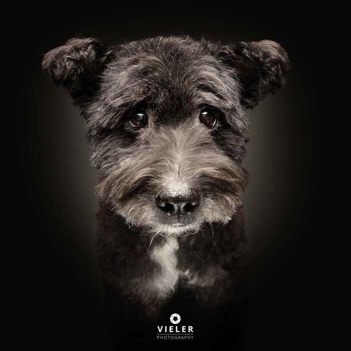 Christian Vieler captures a touching portrait of a senior dog with soulful eyes, celebrating love and loyalty.