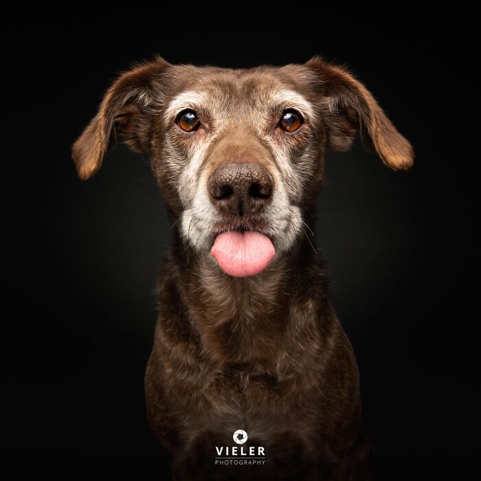 Christian Vieler captures a humorous portrait of a senior dog with its tongue playfully sticking out, celebrating love.