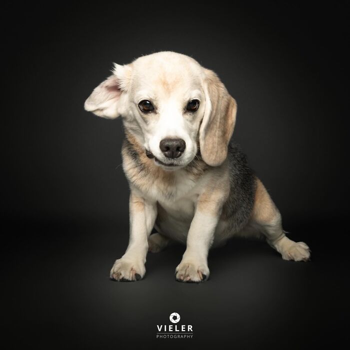 A small, light-colored beagle mix senior dog sitting on a dark background, looking curiously with one ear perked.