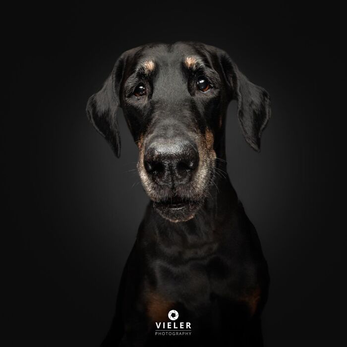 A regal black Doberman Pinscher senior dog with tan markings, looking calmly at the camera.