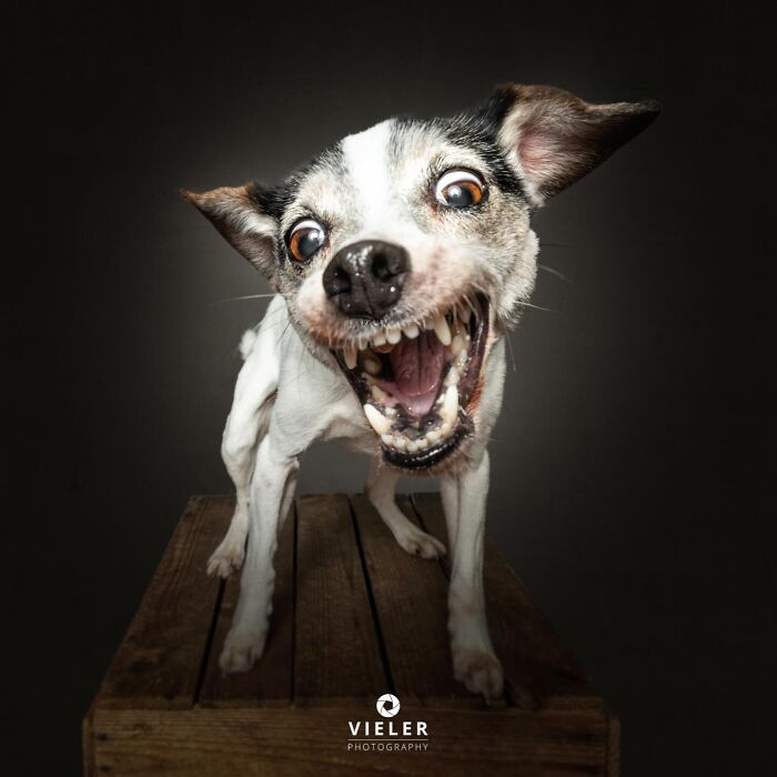 A small, white and black senior dog with wide eyes and an open mouth, appearing to bark or growl playfully.