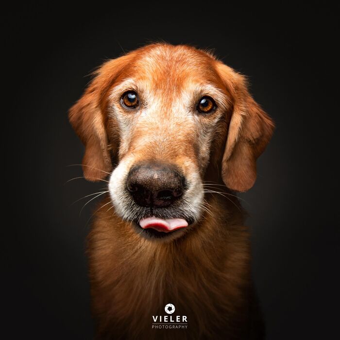 A senior dog with reddish-brown fur and a white muzzle, looking directly at the camera with its tongue slightly out.