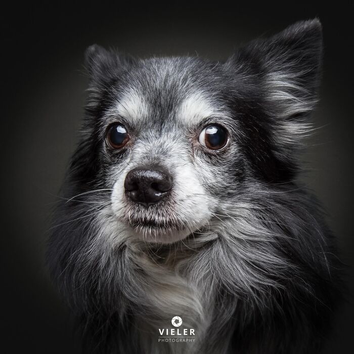 A charming close-up of a senior long-haired chihuahua, celebrating love and loyalty in a portrait by Christian Vieler.