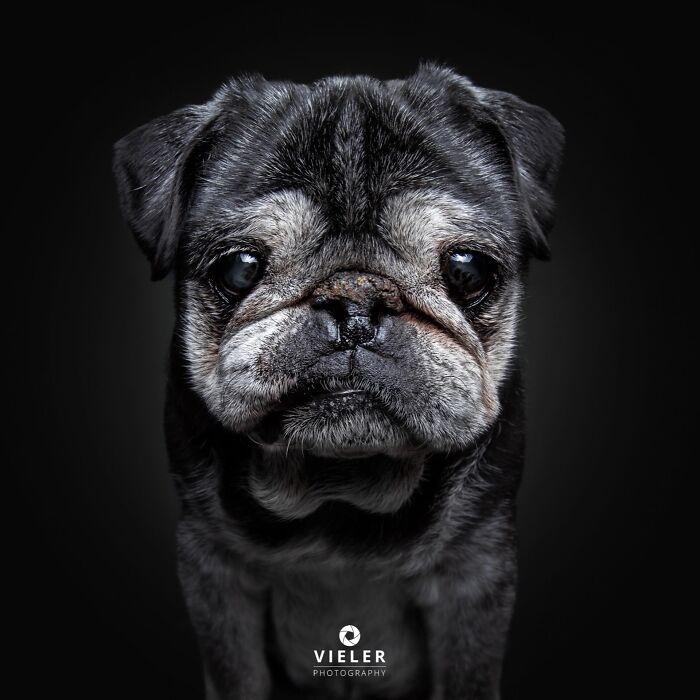 A close-up of a senior pug with a gentle, aged face, celebrating love and loyalty as captured by Christian Vieler.