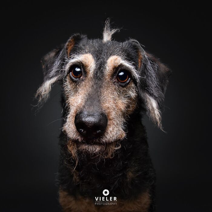 An endearing portrait of a senior wire-haired dog with expressive eyes, celebrating love and loyalty by Christian Vieler.