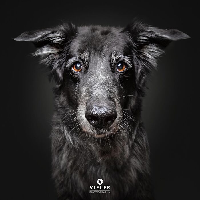A soulful close-up of a senior black dog with a wise expression, celebrating love and loyalty by Christian Vieler.