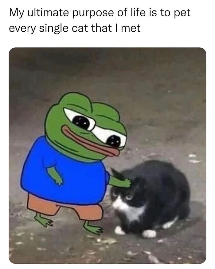 This Instagram Page With Millions Of Followers Shares Some Of The Most Relatable Cat Memes On The Internet (38 Pics)