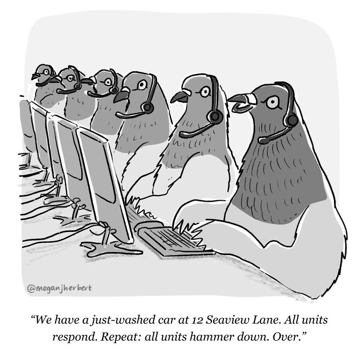 Funny comics: pigeons as a call center team, hilariously responding to a car wash incident.