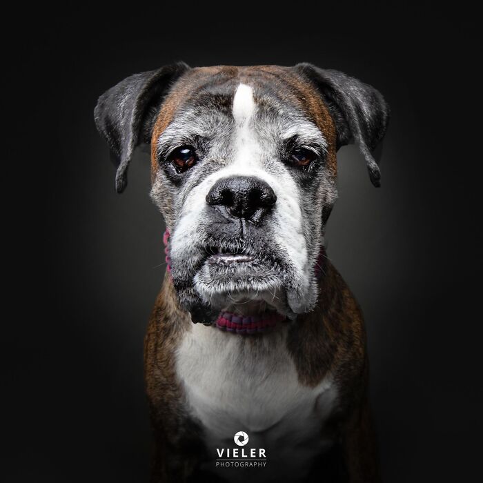 A close-up portrait of a senior boxer dog with a white muzzle, celebrating love and loyalty by Christian Vieler.