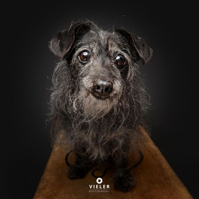 A small, scruffy senior dog with big eyes, dark fur with grey, by Christian Vieler, conveying love and loyalty.