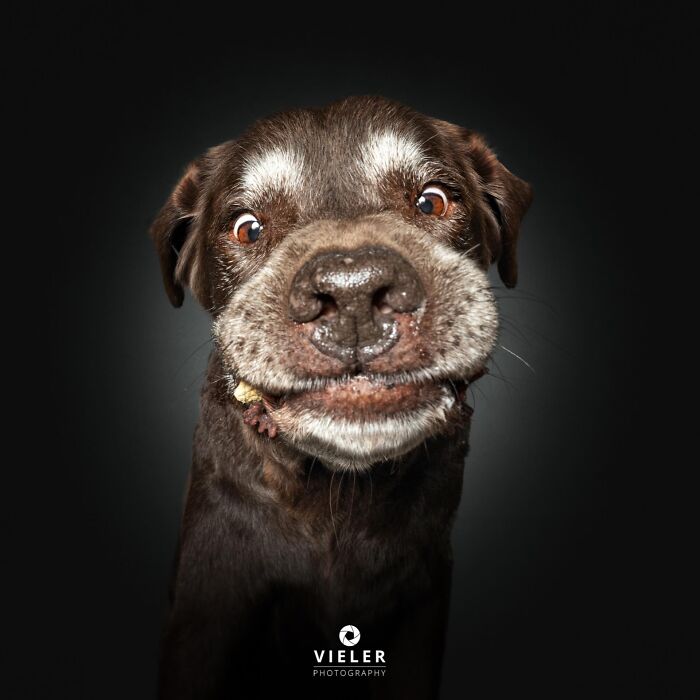 A senior dog making a funny face, chocolate brown with a grey muzzle, captured by Christian Vieler, displaying love and loyalty.