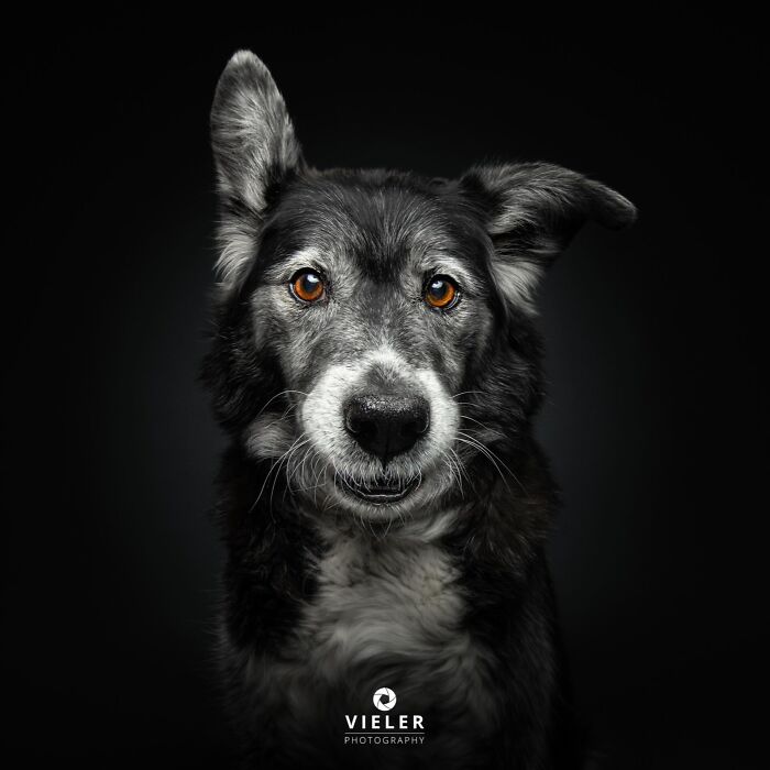 A senior dog with one ear up and one down, dark fur with grey patches, by Christian Vieler, portraying love and loyalty.