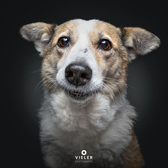 A senior dog with a concerned expression, brown and white fur, photographed by Christian Vieler, illustrating love and loyalty.