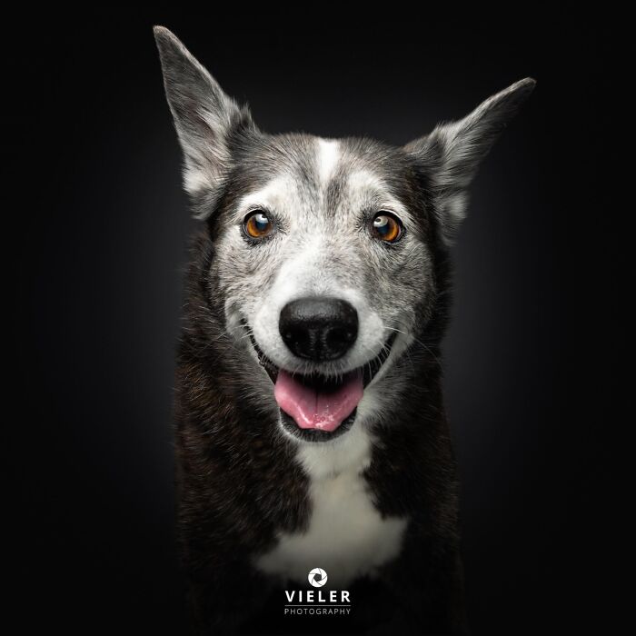 A happy senior dog with a grey and black coat, captured by Christian Vieler, showing love and loyalty.