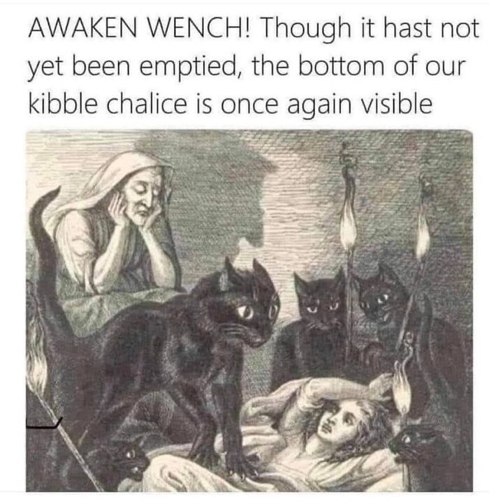This Instagram Page With Millions Of Followers Shares Some Of The Most Relatable Cat Memes On The Internet (38 Pics)