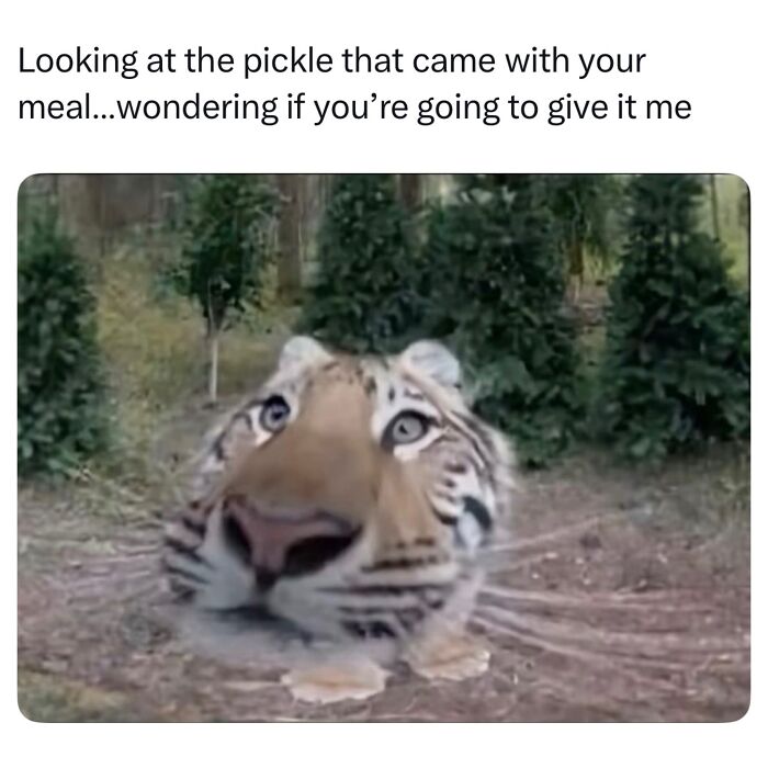 Funny animal meme of a tiger with a wide-angle lens nose, looking at the camera wondering about food.