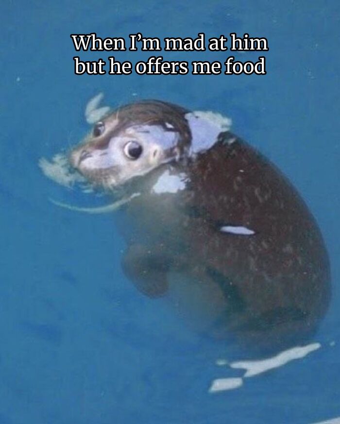 Funny animal meme of a seal in blue water with big eyes, looking surprised when offered food.